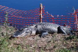 alligators everywhere florida hikes
