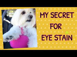 how to clean tear stains white dogs