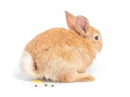 how to clean up dried rabbit urine 4
