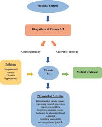Vitamin B12 From Deficiency To Biotechnological Solution