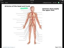 Veins are blood vessels that carry blood towards the heart. Artery And Vein Labeling Quiz Flashcards Easy Notecards
