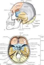 The bone that rests on top of your spine the occipital bone is a bone that covers the back of your head; Skull Radiology Key