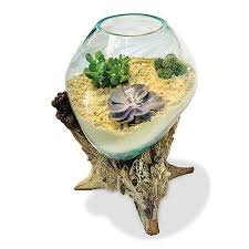 Tree Root Wood With Glass Sphere Bowl