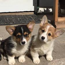 Image result for corgi pictures