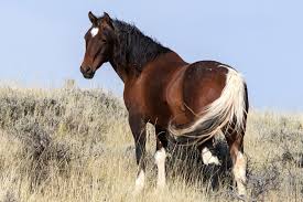 Mustang horses are known to be one of the harder breeds to break. Mustang Horses For Sale
