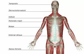 The shoulder muscles bridge the transitions from the torso into the head/neck area and into the upper extremities of the arms and hands. Anatomy Chest Chest Muscles External Oblique Front View 18106541
