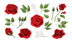 red roses drawing images browse 731