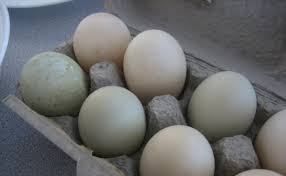 Everything You Need To Know About Duck Eggs Modern Farmer