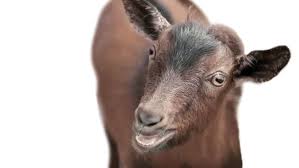 Image result for doritos goat