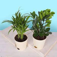 Best Indoor Plants For Your Home And