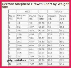 Reasonable German Shepherd Growth Chart Weight King German