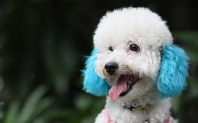 poodle names over 650 awesome ideas