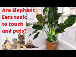 Is Alocasia Plant Safe For Dogs