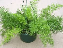 Huaesin pianta finta cadente 3.4 ft piante. Piante Da Appartamento Come Sceglierle E Prendersene Cura