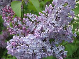 Lilac Color Wikipedia