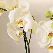 Fiore simile all'orchidea il prezzo si riferisce alla singola piantina. Pianta Di Orchidea Phalaenopsis Colori Vari