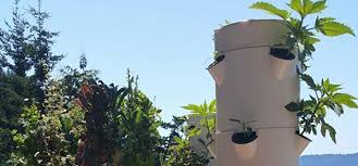 Cans Cultivation With Tower Garden