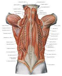 Superficial (extrinsic) muscles of back. Muscle Names Of Lower Back Lower Back Muscles Names Human Anatomy Diagram Picture Of Muscle Names Of Lower Back Muscle Anatomy Body Anatomy Human Body Anatomy