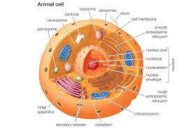 Image result for cells