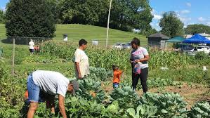 Osu Extension Gardening Program