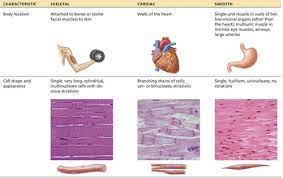 muscle and muscle tissue part a