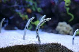 garden eels reef builders