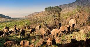 Pilanesberg National Park - Safari Near Sun City - South Africa