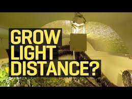 my growlight be from my plants