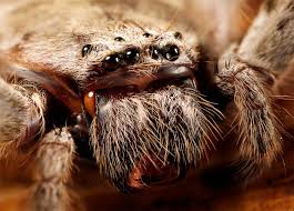 Though large and hairy, spiders of this species are not dangerous and may rarely bite humans perhaps when provoked. Battle Of The Year Mutant Giant Huntsman Spider Vs Robocarl