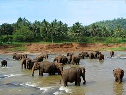 presence of 30 to 40 elephants