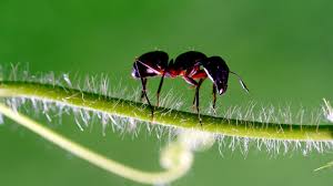 saferbrand com a articles safer brand ant