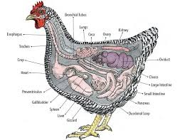 Pin By Lisa Mc Quay Cook On Happy Hens Chicken Anatomy