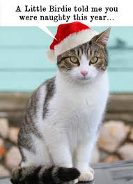 Cute christmas cats greeting cards. Christmas Cards Cats Funny Cards Free Postage Included
