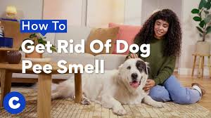 how to get rid of dog smell bechewy