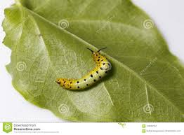 Caterpillar Of Common Maplet Butterfly Hanging On Leaf Of