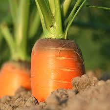 carrot sowing growing care and