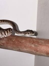 carpet python in victoria reptiles