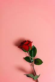 beautiful red rose on pastel background
