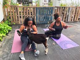 at franklin farm goat yoga brings