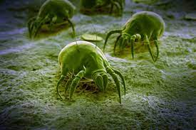 dust mites a cleaning expert s guide