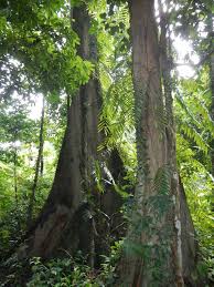 Ecopark en el corazón de la selva amazónica del ecuador, respire aire puro, disfrute de la naturaleza, 16 hectáreas de bosque. Ulu Muda Forest Wikipedia