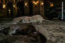 Image result for year of the rats
