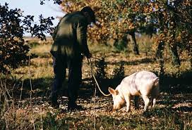 Image result for truffle hunting pigs