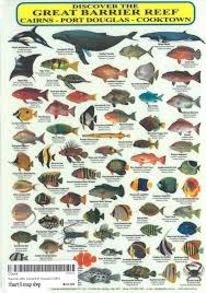Pin By John Fertig On Animals Of Asia Great Barrier Reef