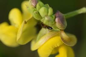 get rid of ants in plants pots