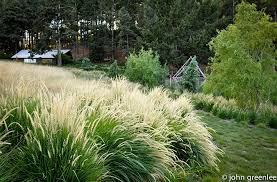 Ornamental Grasses An Overview With