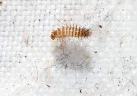 carpet beetles can damage woolen