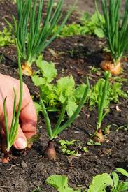 Stop Weeds In Your Vegetable Garden