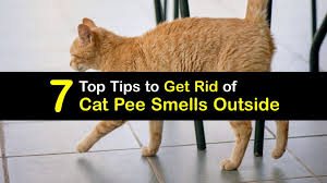 how to get rid of cat urine smell outside