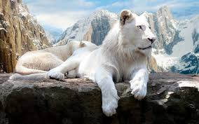 white lion wallpapers for